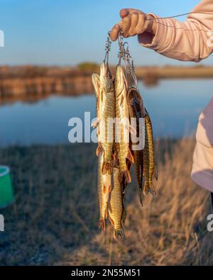 Hand Angler Holds Many Caught Fish Pike Hanging on Fish Stringer on the  Background of the Lake Stock Image - Image of catch, background: 170546111