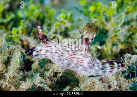 Red-lined Jorunna Nudibranch, Jorunna rubescens, Laha dive site, Ambon, Maluku, Indonesia, Banda Sea Stock Photo