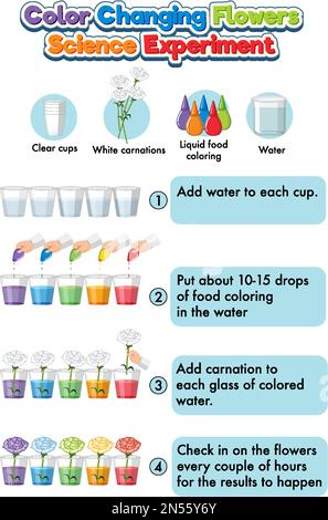 Color changing flowers science experiment illustration Stock Vector ...