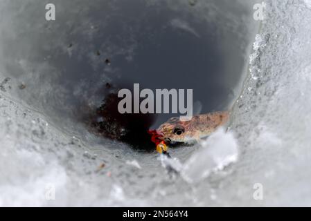 A Worm Caught Fish Hanging On A Fishing Line. Stock Photo, Picture