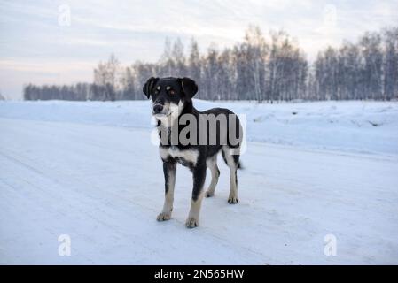 Happy dog mongrel calmly stands on a snowy road in winter near the forest. Stock Photo