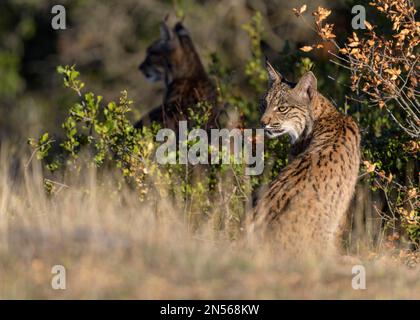 Pardelluchs, Iberian lynx (Lynx pardinus), two cubs in their habitat, Toledo province, Castile, La Mancha, Spain Stock Photo