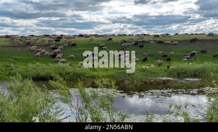 A large herd of rams walking on a hill on the banks of the river eating grass. Stock Photo