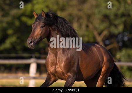 Brown Pura Raza Espanola stallion in portrait on the summer pasture, Germany Stock Photo