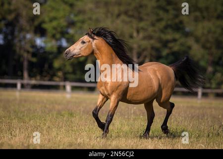 Pura Raza Espanola stallion dun happily trotting on the summer pasture, Germany Stock Photo