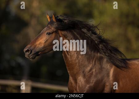 Brown Pura Raza Espanola stallion with flowing mane in moving portrait, Germany Stock Photo