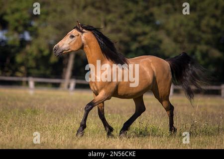 Pura Raza Espanola stallion dun happily trotting on the summer pasture, Germany Stock Photo