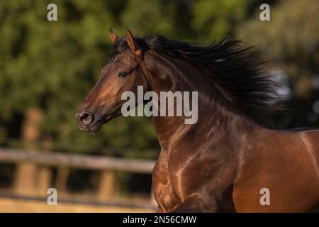 Brown Pura Raza Espanola stallion with flowing mane in moving portrait, Germany Stock Photo