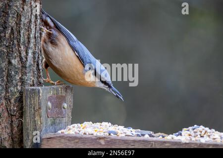 Nuthatch foraging for seed from a wooden bird table Stock Photo