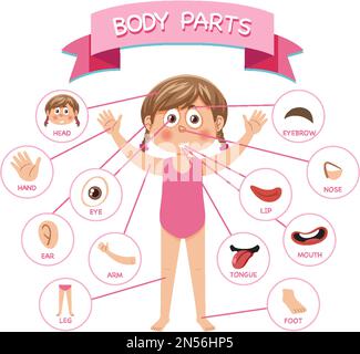 Body parts with vocabulary illustration Stock Vector Image & Art - Alamy