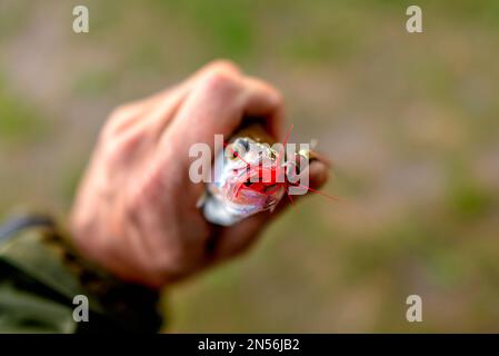 A small red tail on the hook of the fishing lure of the spinner protrudes from the mouth of the caught fish perch clutched in the hand of the angler. Stock Photo