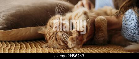 owner petting adorable cat . Resolution and high quality beautiful photo Stock Photo