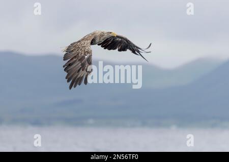 White-tailed eagle (Haliaeetus albicilla), adult, flying, mountains in background, Vesteralen, Vesteralen, Northern Norway, Norway Stock Photo