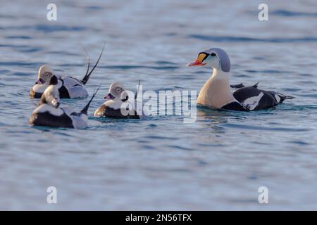 King (Clangula hyemalis) eiders (Somateria spectabilis), male, splendid plumage, with 3 Ferruginous Ducks, winter, Batsfjord, Batsfjord, Varanger Stock Photo