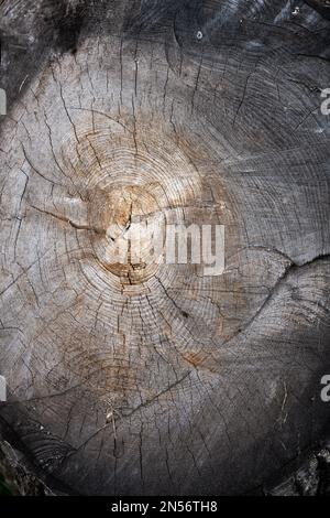 Tree stump illuminated by light in the forest. Selective focus. Stock Photo
