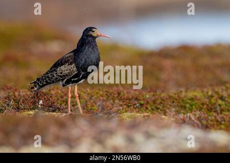 Ruff (Philomachus pugnax), male, splendid plumage, black and white ...