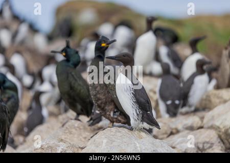 Common Guillemot (Uria aalge) with Crow Cormorant (Phalacrocorax aristotelis) on rocks, Bird Island, Hornoya, Hornoya, Vardoe, Varangerfjord Stock Photo