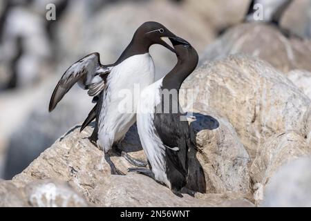 Common Guillemot (Uria aalge) pair, tender greeting, rocks, bird island, Hornoya, Hornoya, Vardoe, Varangerfjord, Finnmark, Northern Norway, Norway Stock Photo