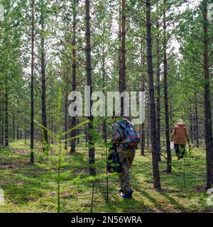 Two Yakut women walk through a pine forest in search of mushrooms in the wild taiga of the North of Yakutia. Stock Photo