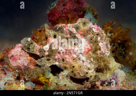 Painted frogfish (Antennarius pictus) sitting well camouflaged in front of a sponge, Lake Sawu, Pacific Ocean, Komodo National Park, Lesser Sunda Stock Photo