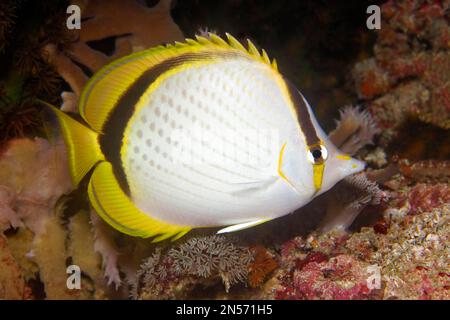 Yellow-dotted butterflyfish (Chaetodon selene), Lake Sawu, Pacific Ocean, Komodo National Park, Lesser Sunda Islands, East Nusa Tenggara Province Stock Photo