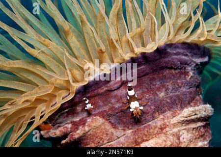 Squat shrimp (Thor amboinensis), two, sitting on the stem of tube-dwelling anemone (Ceriantharia) Lake Sawu, Pacific Ocean, Komodo National Park Stock Photo