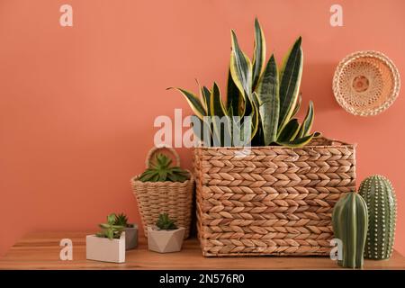 Houseplants in wicker pots on table near brown wall. Interior design Stock Photo