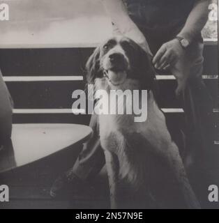 Vintage Photograph about pet dogs :  super happy puppy / super happy dog / smiling dog / ready for play doggy / hand holding puppy / vintage dog / friendly dog / cute dog Stock Photo