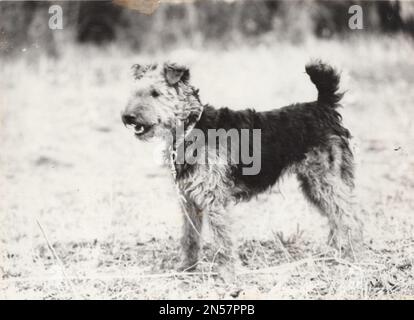 Vintage Photograph about pet dogs : vintage Airedale Terrier Dog / King Terrier / Yorkshire hunters / Poachers /  It was originally called the Bingley or Waterside Terrier. / vintage terrier Stock Photo