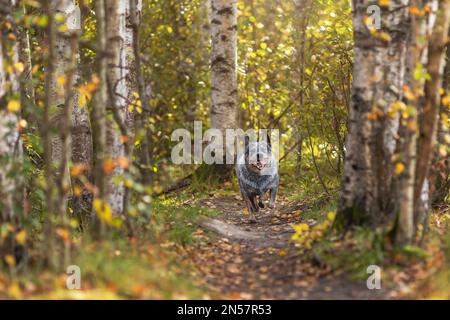 Angry and barking australian cattle dog is running at autumn nature. Portrait of blue heeler breed dog in motion. Stock Photo