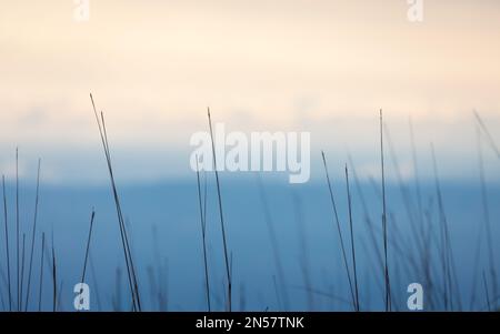 Soft focus on grass with blurry background of blue mountain and orange sky. Stock Photo