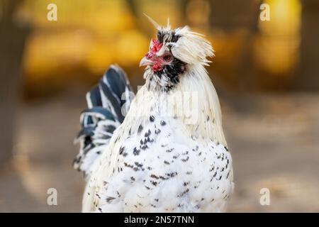 Close up portrait of chicken of  Pavlovsk Gallus breed at nature Stock Photo