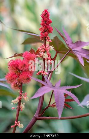 Ricinus communis Impala, caster oil plant Impala, evergreen shrub, creamy-white male flowers, red female flowers Stock Photo