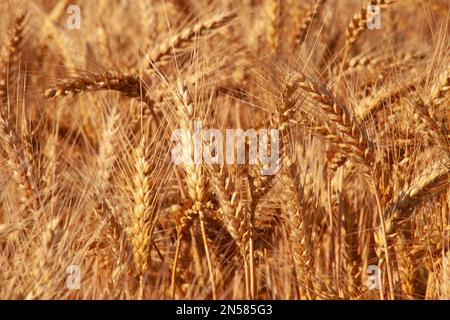 Dense spikes of golden wheat in the field. Stock Photo