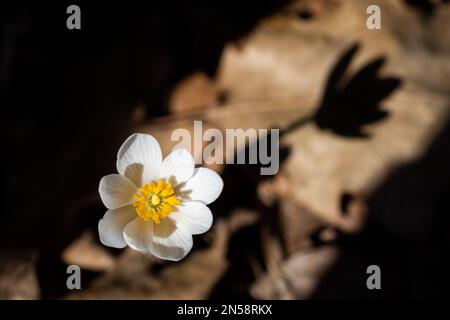 Bloodroot casting its shadow on the ground next to it on a spring day in Taylors Falls, Minnesota USA. Stock Photo