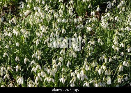 Snowdrops growing in an English woodland in late autumn/early spring Stock Photo
