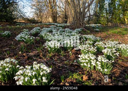 Snowdrops growing in an English woodland in spring Stock Photo