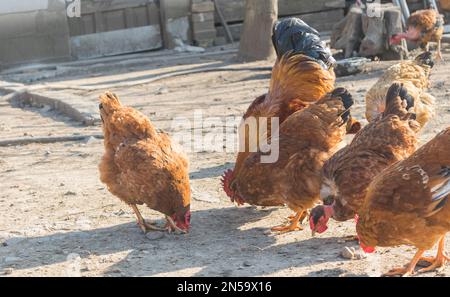 rooster with hens eat in the backyard Stock Photo