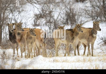 HOHHOT, CHINA - FEBRUARY 9, 2023 - Elk look through snow at Daqingshan National Nature Reserve in Inner Mongolia in Hohhot, Inner Mongolia, China, Feb Stock Photo