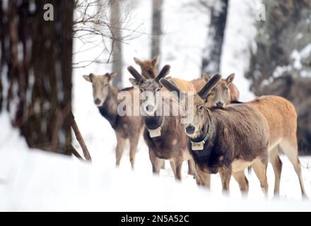 HOHHOT, CHINA - FEBRUARY 9, 2023 - Photo taken on February 9, 2023 shows elks in Daqingshan National Nature Reserve of Inner Mongolia in Hohhot, Inner Stock Photo