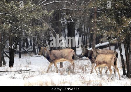 HOHHOT, CHINA - FEBRUARY 9, 2023 - Elk walk in snow at Inner Mongolia Daqingshan National Nature Reserve in Hohhot, Inner Mongolia, China, February 9, Stock Photo