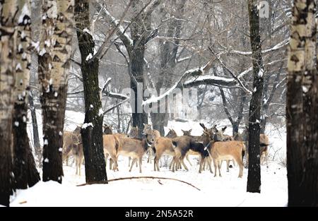 HOHHOT, CHINA - FEBRUARY 9, 2023 - Elk walk in snow at Inner Mongolia Daqingshan National Nature Reserve in Hohhot, Inner Mongolia, China, February 9, Stock Photo