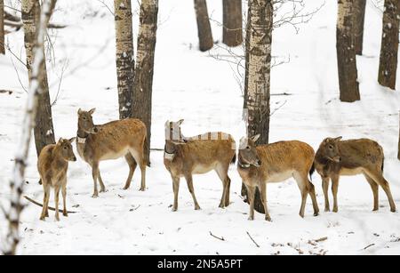 HOHHOT, CHINA - FEBRUARY 9, 2023 - Elk rest in snow at Daqingshan National Nature Reserve in Hohhot, Inner Mongolia, China, Feb. 9, 2023. 27 elk deer Stock Photo