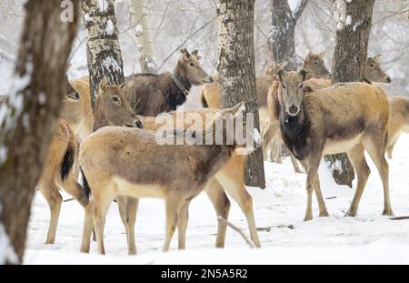 HOHHOT, CHINA - FEBRUARY 9, 2023 - Photo taken on February 9, 2023 shows elks in Daqingshan National Nature Reserve of Inner Mongolia in Hohhot, Inner Stock Photo