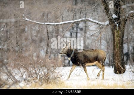 HOHHOT, CHINA - FEBRUARY 9, 2023 - An elk walks in snow at Inner Mongolia Daqingshan National Nature Reserve in Hohhot, Inner Mongolia, China, Februar Stock Photo