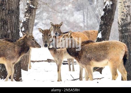 HOHHOT, CHINA - FEBRUARY 9, 2023 - Photo taken on February 9, 2023 shows elks in Daqingshan National Nature Reserve of Inner Mongolia in Hohhot, Inner Stock Photo