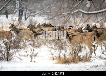 HOHHOT, CHINA - FEBRUARY 9, 2023 - Elk run in snow at Daqingshan National Nature Reserve in Inner Mongolia in Hohhot, Inner Mongolia, China, February Stock Photo