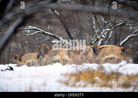 HOHHOT, CHINA - FEBRUARY 9, 2023 - Elk run in snow at Daqingshan National Nature Reserve in Inner Mongolia in Hohhot, Inner Mongolia, China, February Stock Photo