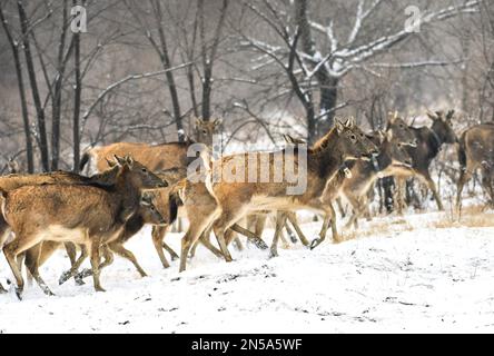 HOHHOT, CHINA - FEBRUARY 9, 2023 - Elk run in snow at Daqingshan National Nature Reserve in Inner Mongolia in Hohhot, Inner Mongolia, China, February Stock Photo