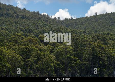 gumtree forest growing in the australian bush in tasmania Stock Photo